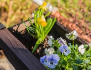 Blumenkasten