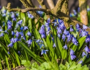 Blausterne (Scilla)