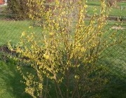 Forsythie