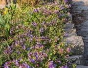 Geflecktes Lungenkraut (Pulmonaria officinalis)