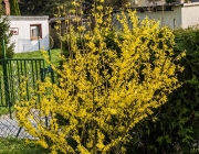Forsythie