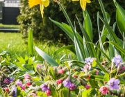 Narzissen (Narcissus)