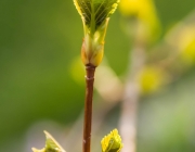 Kletterhortensie (Hydrangea petiolaris)