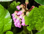 Bergenie (Bergenia)