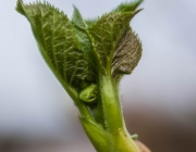 Kletterhortensie (Hydrangea petiolaris)