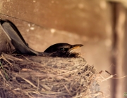 Amsel (Turdus merula)