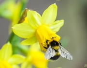 Gartenhummel (Bombus hortorum)