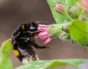 Angebundene Kuckuckshummel (Bombus bohemicus)