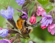 Ackerhummel (Bombus pascuorum)