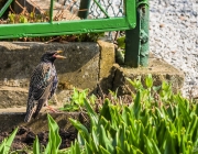 Star (Sturnus vulgaris)