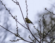 Männlicher Grünfink (Carduelis chloris)