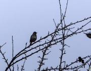 Singdrossel (Turdus philomelos)