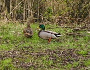 Stockenten (Anas platyrhynchos)