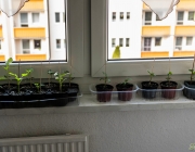 Paprikapflänzchen