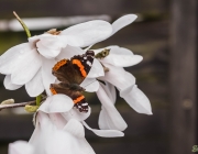 Admiral (Vanessa atalanta)