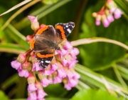 Admiral (Vanessa atalanta)