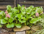 Bergenien (Bergenia)