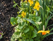 Gemswurz (Doronicum orientale)