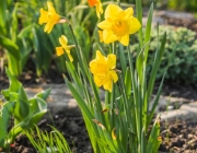Narzissen (Narcissus)
