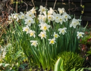 Narzissen (Narcissus)