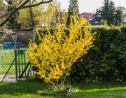 Forsythie