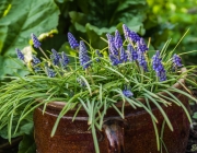 Armenischer Traubenhyazinthe (Muscari armeniacum)