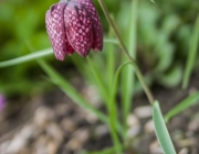 Schachblume (Fritillaria meleagris)