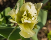 Tulpe (Tulipa)