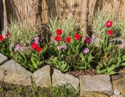 Tulpen (Tulipa)
