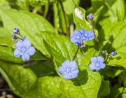 Frühlings-Nabelnüsschen (Omphalodes verna)