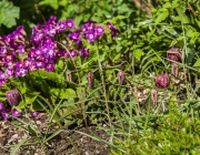 Schachblume (Fritillaria meleagris)