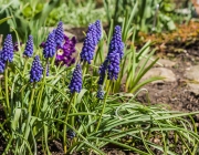 Traubenhyazinthen (Muscari)