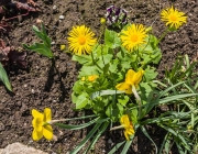 Grossblütige Gemswurz (Doronicum grandiflorum)