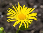 Grossblütige Gemswurz (Doronicum grandiflorum)