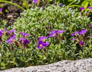 Violettes Blaukissen (Aubrieta)