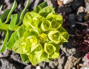 Walzen-Wolfsmilch (Euphorbia myrsinites)