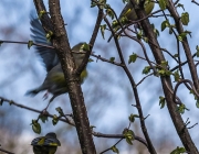 Grünfinken (Chloris chloris)