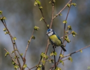 Blaumeise (Cyanistes caeruleus)