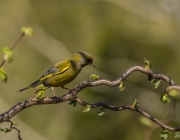 Grünfink (Chloris chloris)