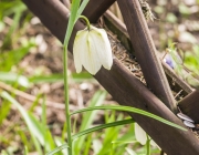 Schachblume (Fritillaria meleagris 'Alba')