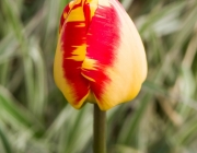 Tulpe (Tulipa)