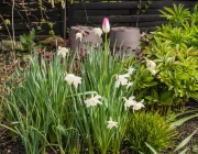 Tulpe (Tulipa)