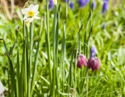 Narzissen (Narcissus)