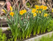 Narzissen (Narcissus)