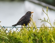 Amsel (Turdus merula)