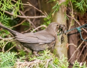 Amsel (Turdus merula)