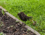 Amsel (Turdus merula)