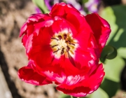 Tulpe (Tulipa)