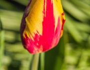 Tulpe