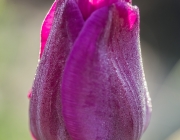 Tulpe